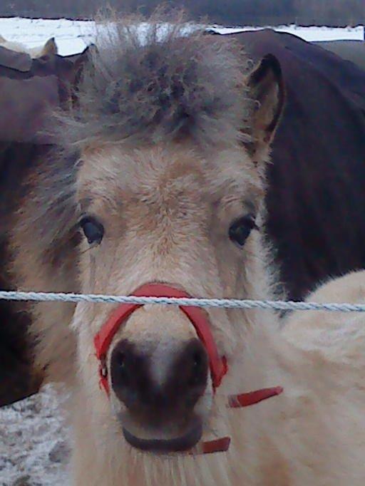 Anden særlig race Stald Måneagers Prinz Caspian billede 1