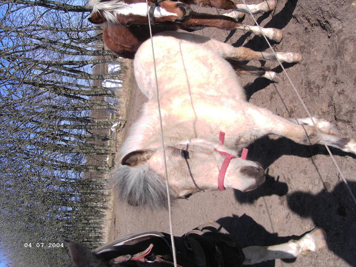 Anden særlig race Stald Måneagers Prinz Caspian billede 2