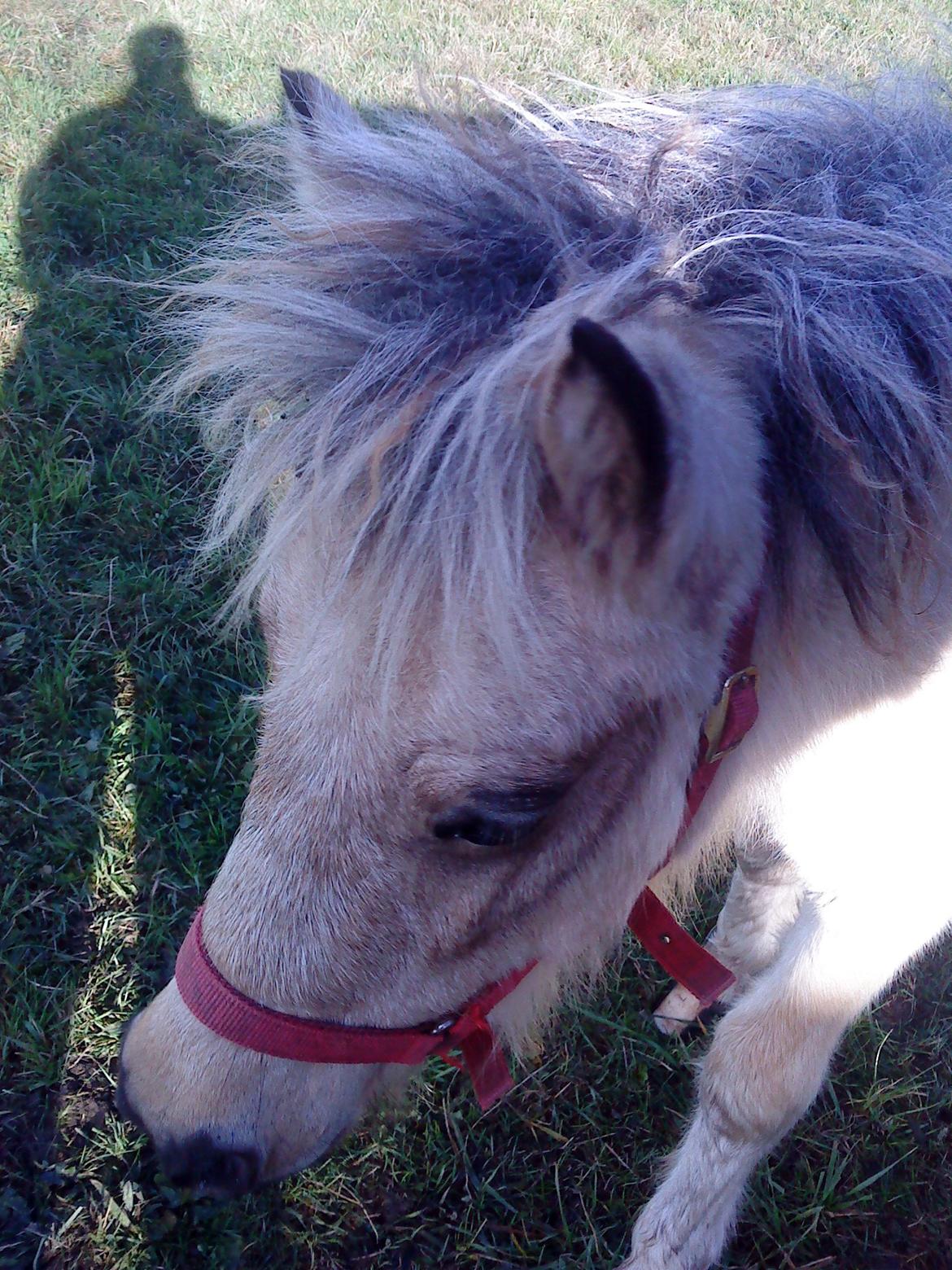Anden særlig race Stald Måneagers Prinz Caspian billede 5