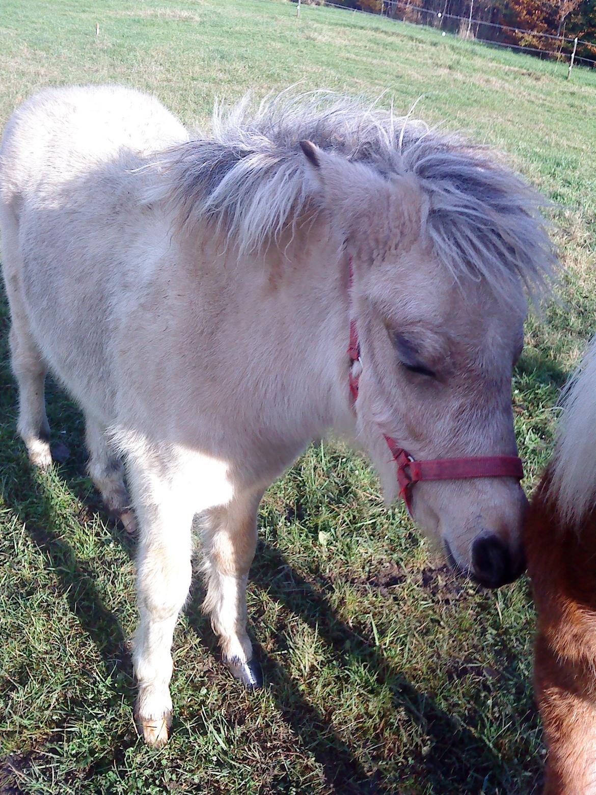 Anden særlig race Stald Måneagers Prinz Caspian billede 6