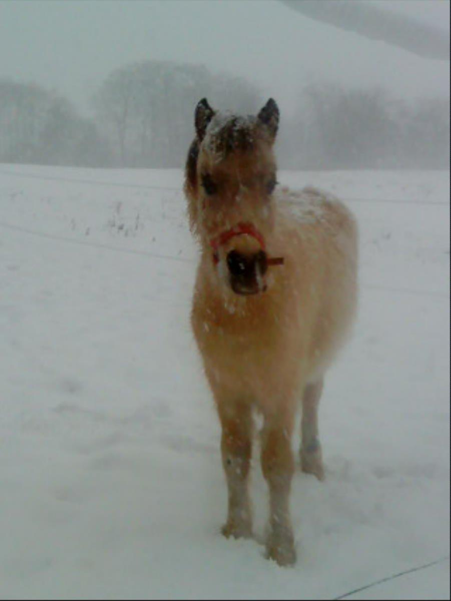 Anden særlig race Stald Måneagers Prinz Caspian billede 8