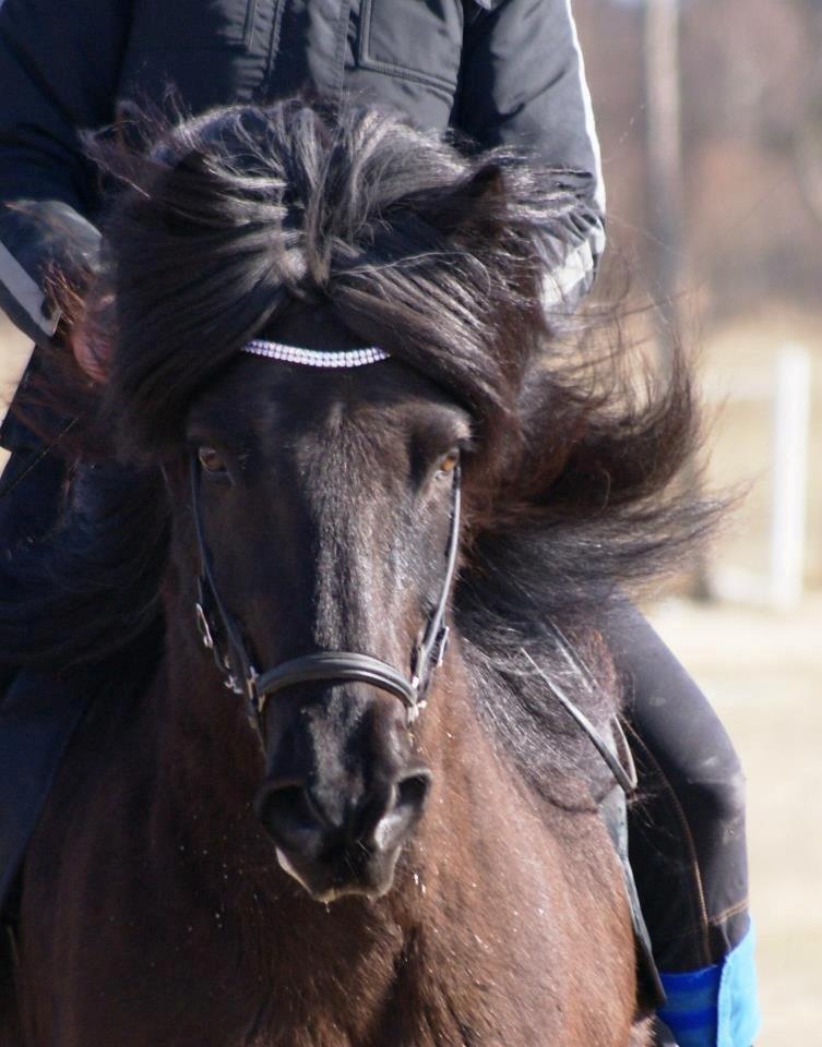 Islænder Kórall fra Dalsmynni billede 15