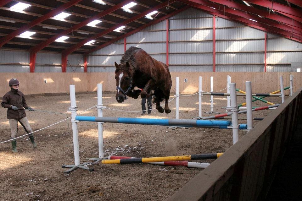 Anden særlig race Siegårds Achilleus - Løsspring d. 29/3 2013. 
Chilleus springer højt godt over! billede 15