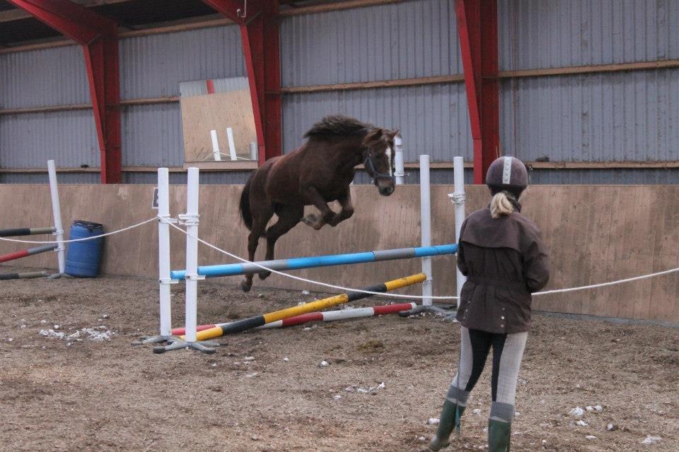 Anden særlig race Siegårds Achilleus - Løsspring 29/3 2013.
 billede 16