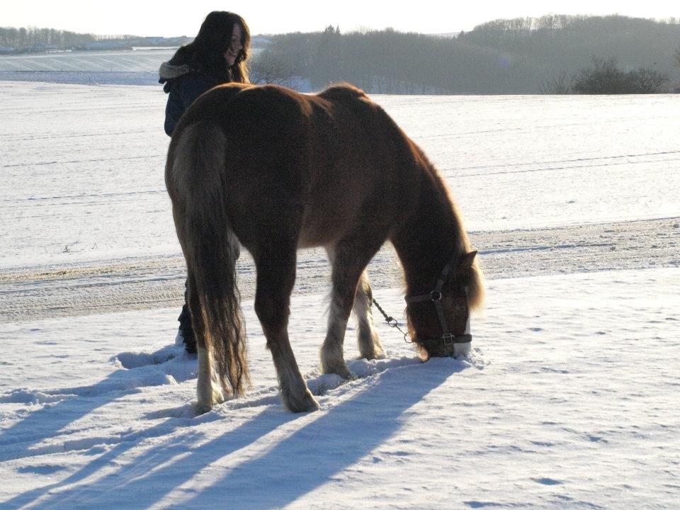 Anden særlig race Frede - Du kan ikke tvinge en hest til at elske dig. Kærlighed kommer med tillid og tillid kommer med tålmodighed. Gør dig selv den tjeneste at have denne tålmodighed og du får dig en ven for livet . billede 14