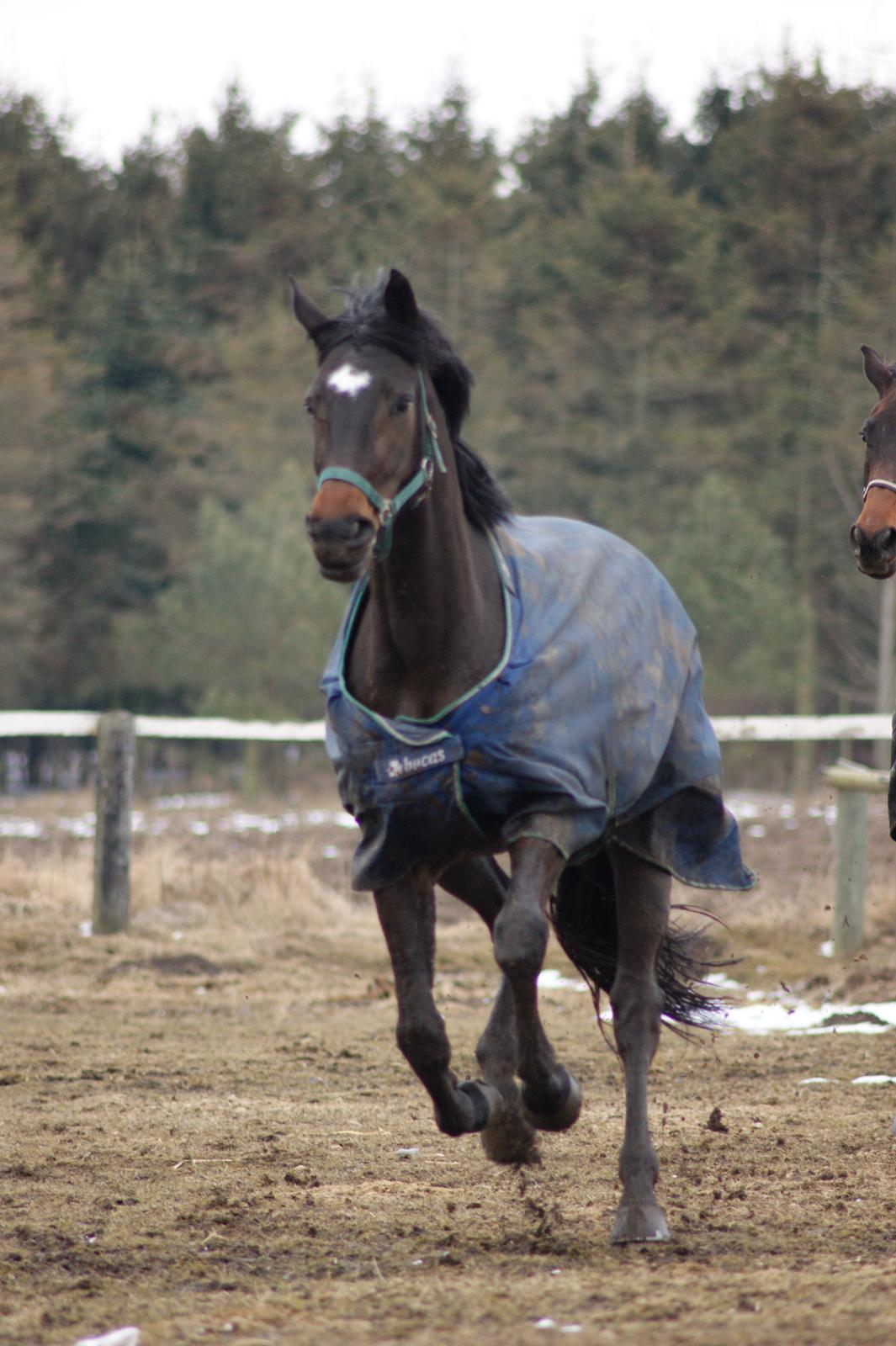 Dansk Varmblod Møllegårds Malou ~RDH~ - 30-03-2013 billede 14