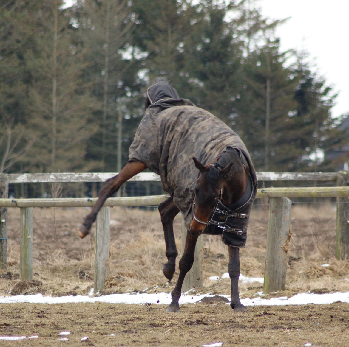 Dansk Varmblod Stendalsgårds Mr. Miyake ~Myggen~ - 30-03-2013 billede 18