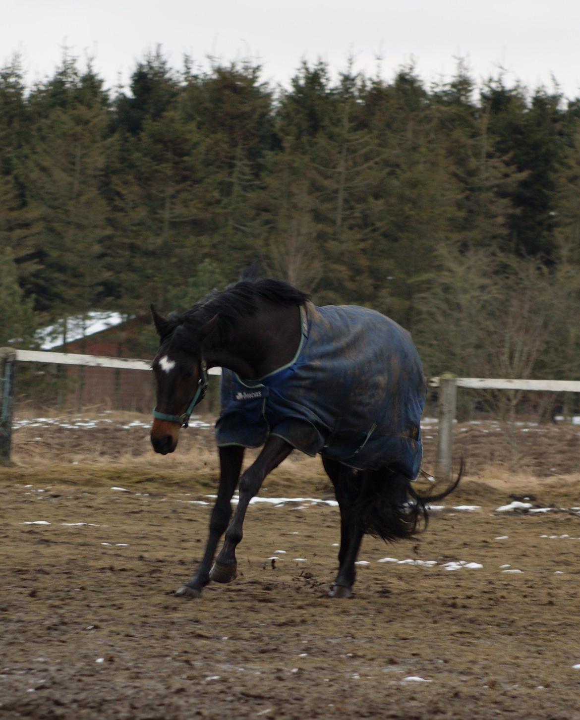 Dansk Varmblod Møllegårds Malou ~RDH~ - 30-03-2013 billede 15