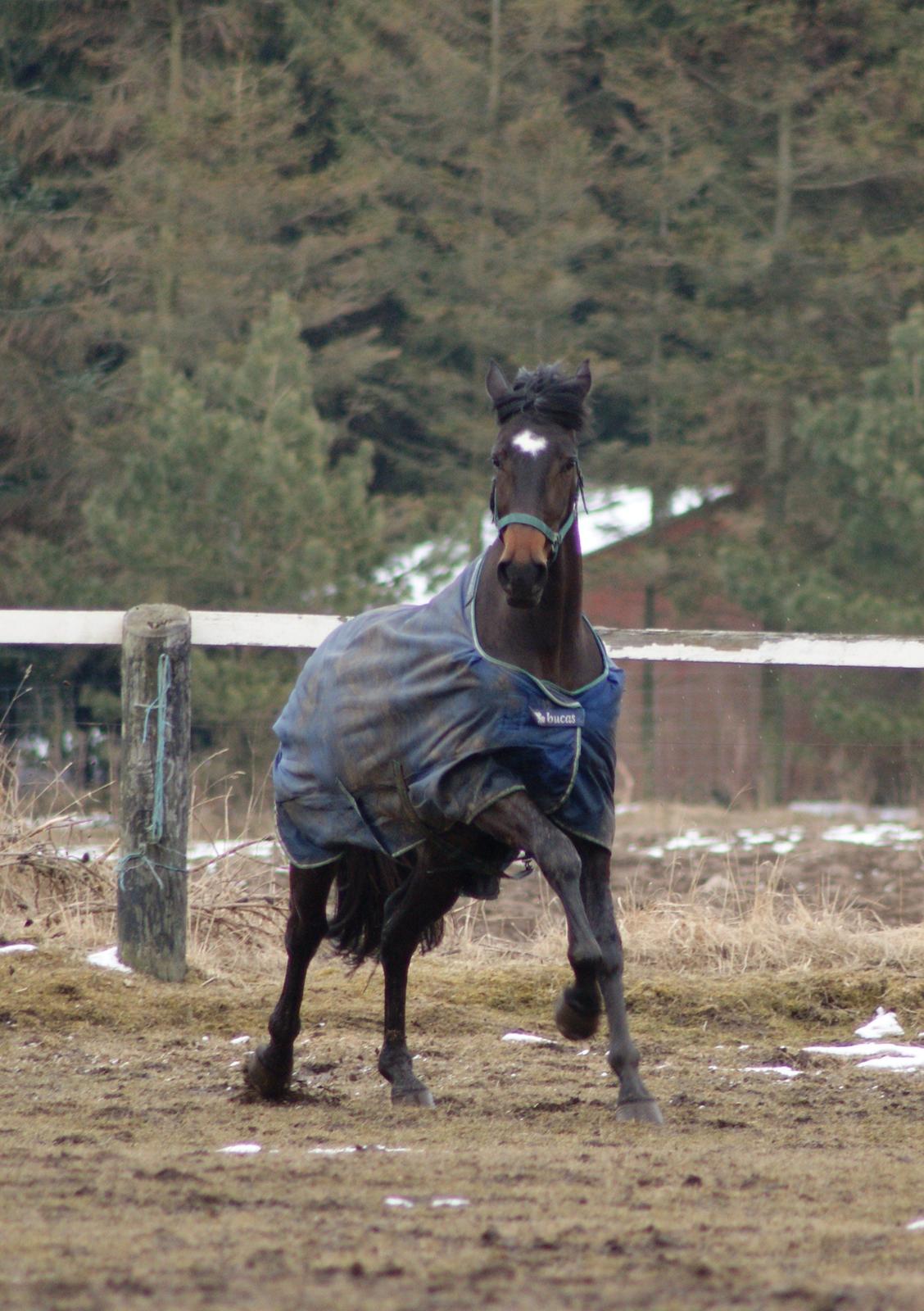 Dansk Varmblod Møllegårds Malou ~RDH~ - 30-03-2013 billede 16