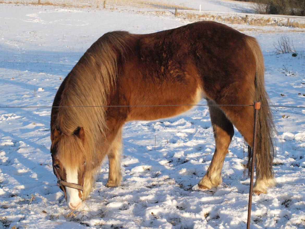 Anden særlig race Frede - It's said that you can tell an entire story, just by looking into a horse's eyes billede 15