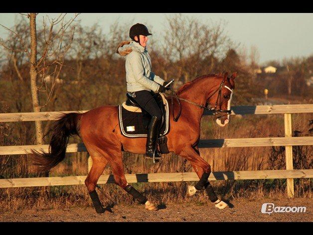 Hollandsk Sportspony Karimh J.V. *B-Pony* - D.2-1-13 Foto: Laura Bogut billede 6