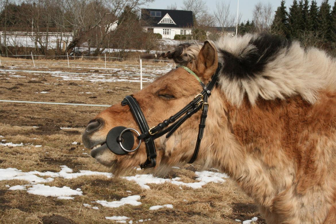 Anden særlig race Melvin - "Den her fletning trænger vist til en ryster!" <3 billede 8