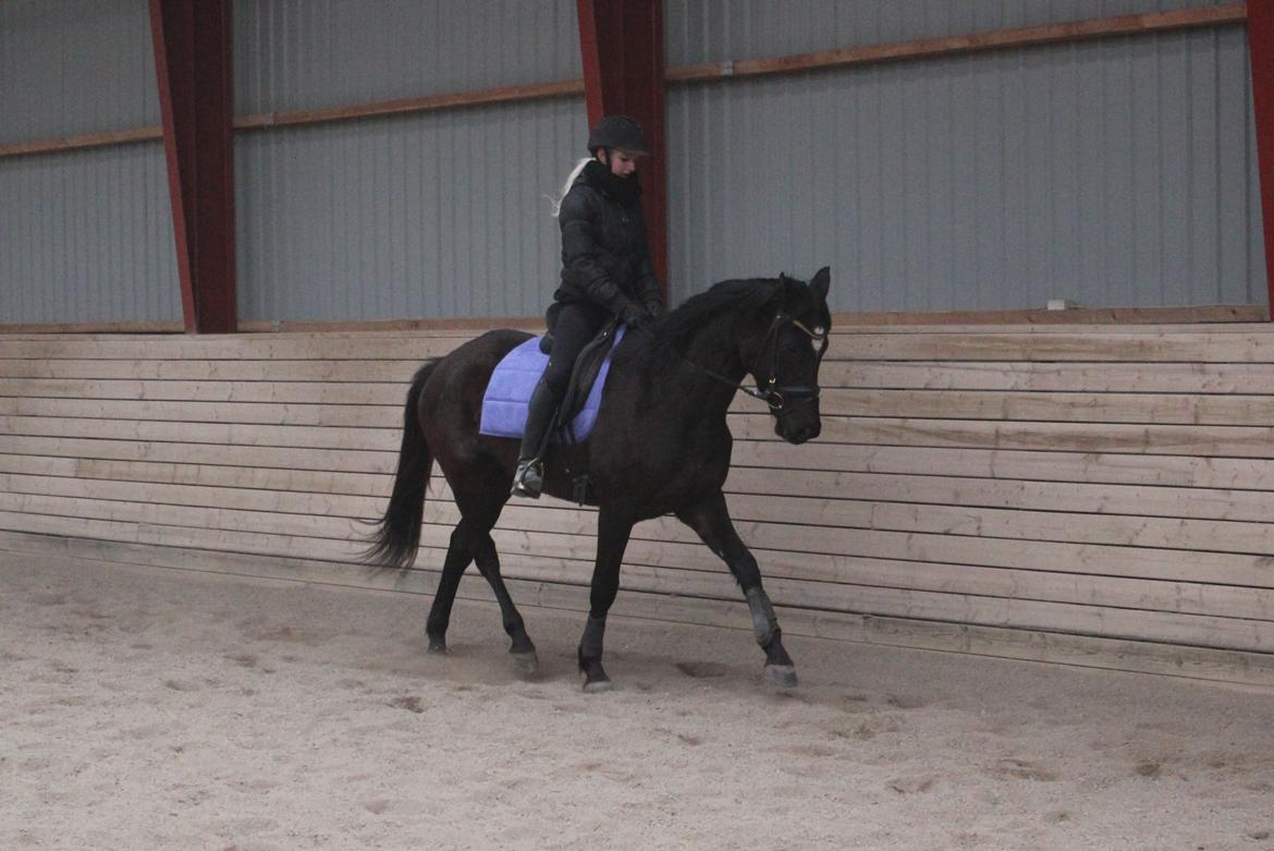 Trakehner Hertima De L billede 13