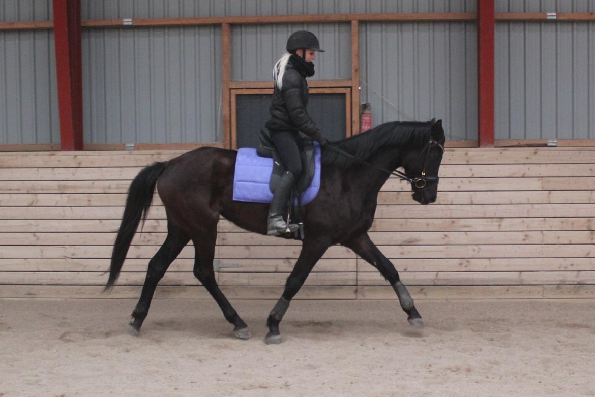 Trakehner Hertima De L billede 17