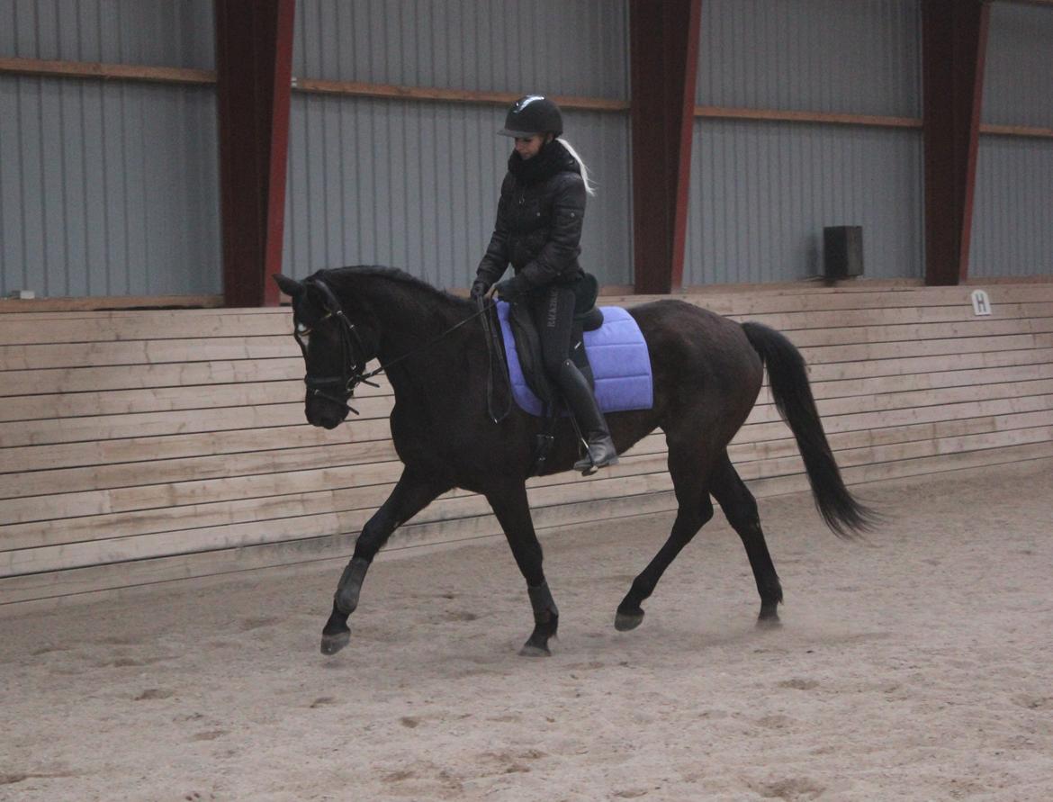 Trakehner Hertima De L billede 2