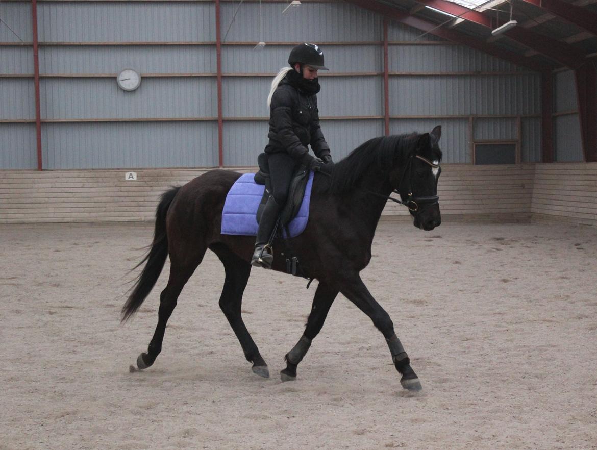 Trakehner Hertima De L billede 7