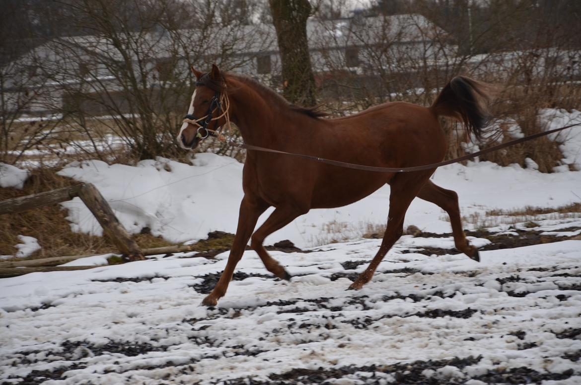 DSP Vesterskovens Chili billede 9