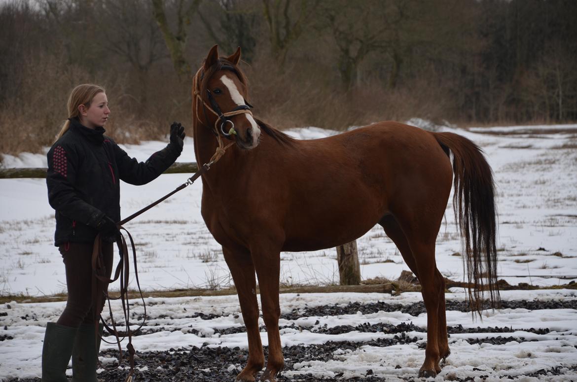 DSP Vesterskovens Chili billede 10