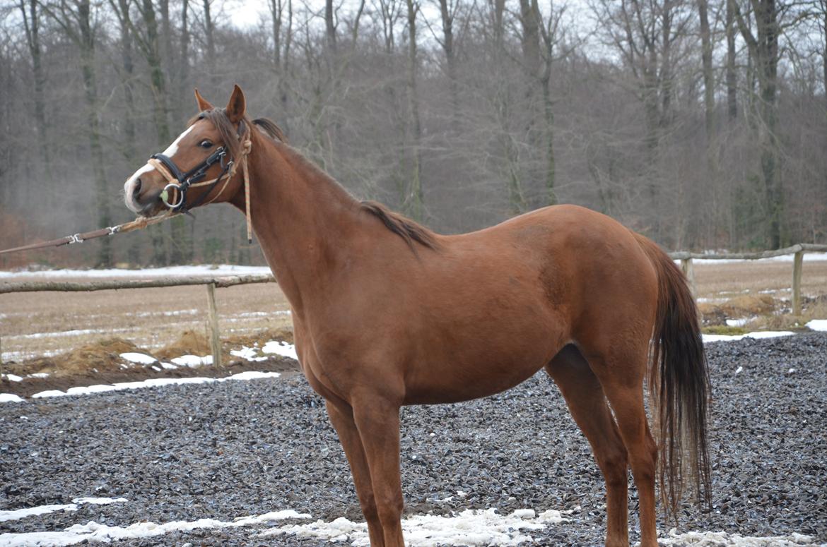 DSP Vesterskovens Chili billede 11