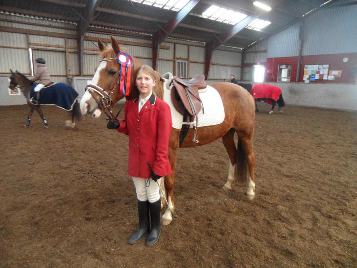 Anden særlig race La Fayette (Mit Et & ALT!!!) SOLGT - D. 30.3.2013 stævne oppe på Tinglev Rideklub ULC og LC begge klasser var sløjfespring og mig og Laffy var fejlfrie  i begge klasser ;) billede 17