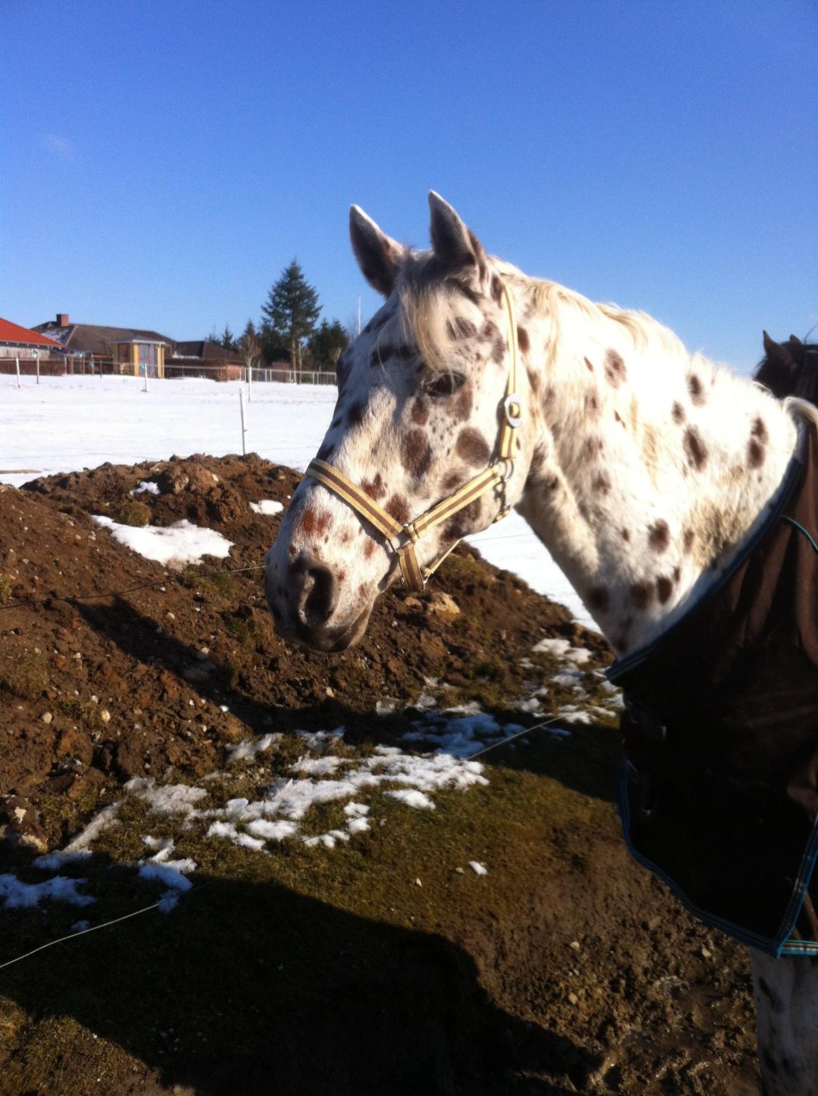 Knabstrupper Xanto (Solgt) billede 8