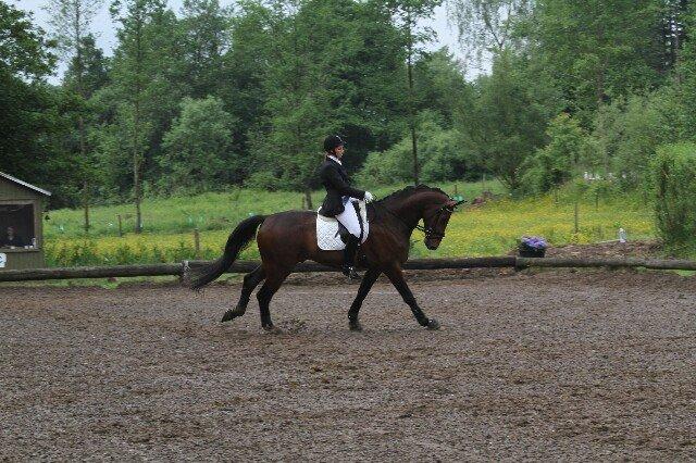 Dansk Varmblod Showmaster Landlyst billede 5