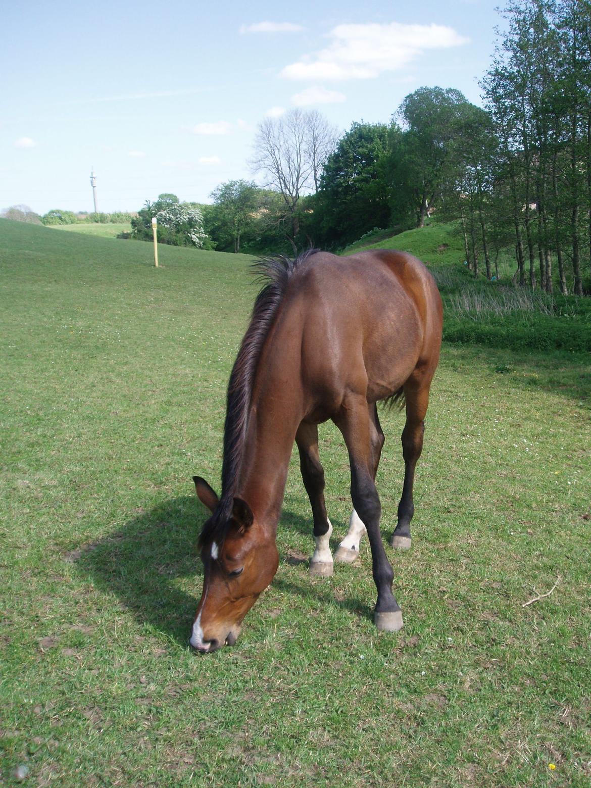 Dansk Varmblod Showmaster Landlyst billede 6