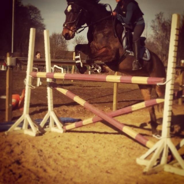 Welsh Cob (sec D) Låddenhøjs Donnovan billede 2