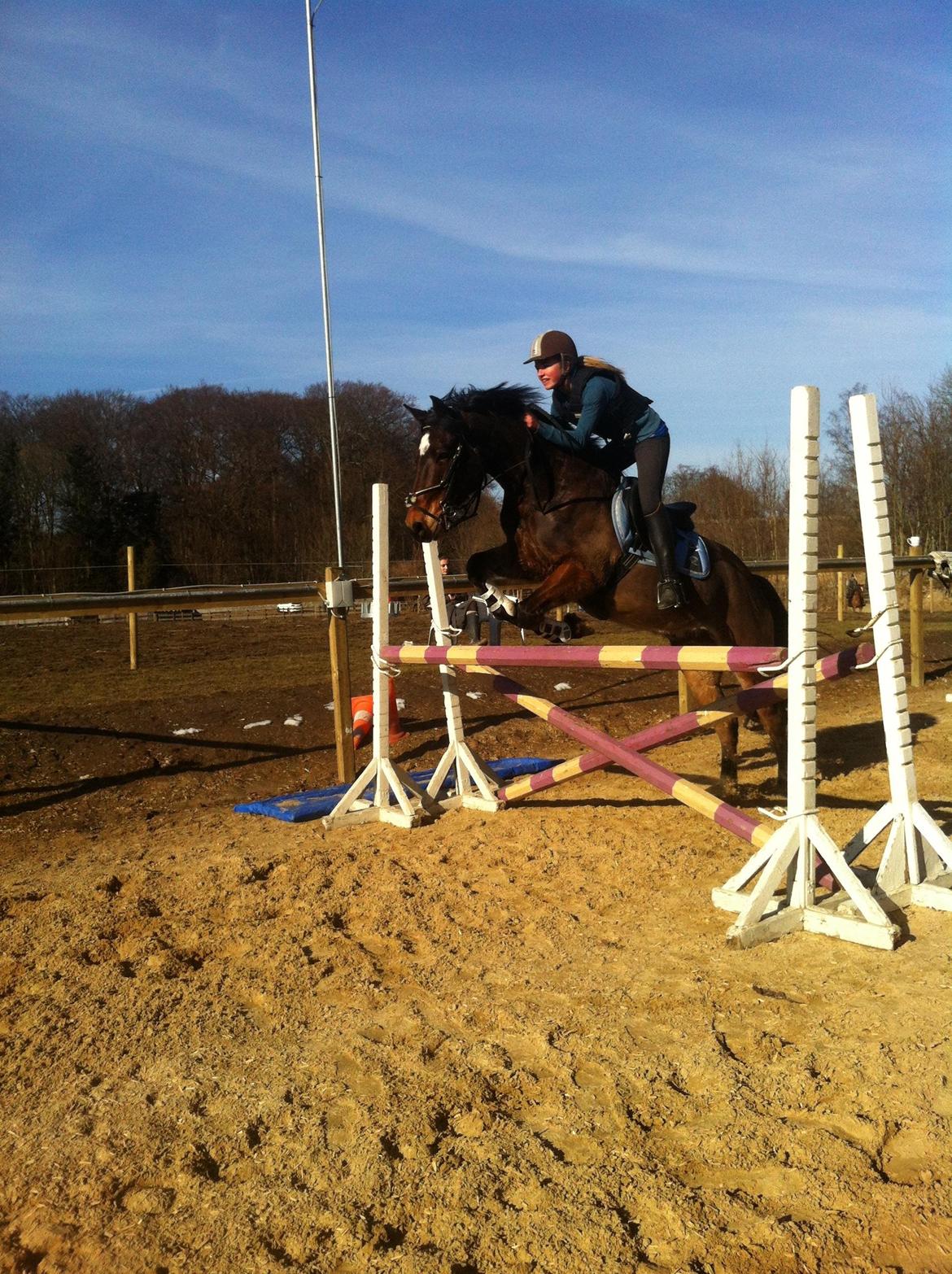 Welsh Cob (sec D) Låddenhøjs Donnovan billede 9