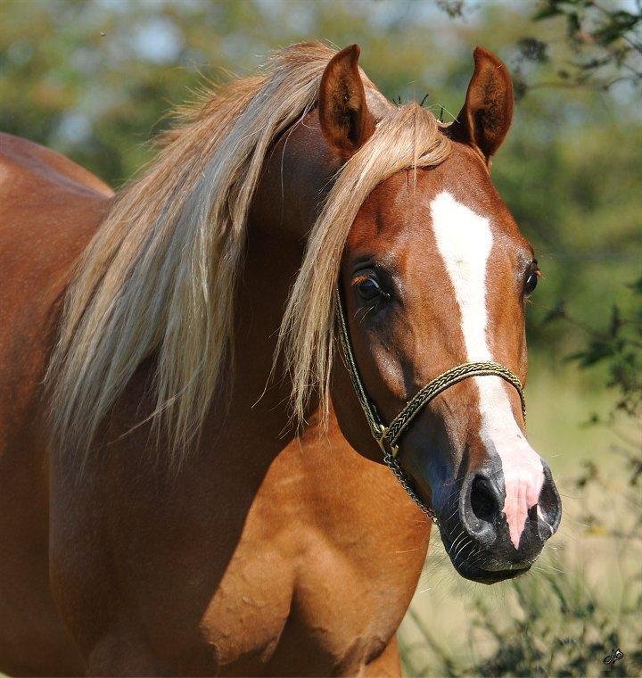 Arabisk fuldblod (OX) BS Enrico billede 3