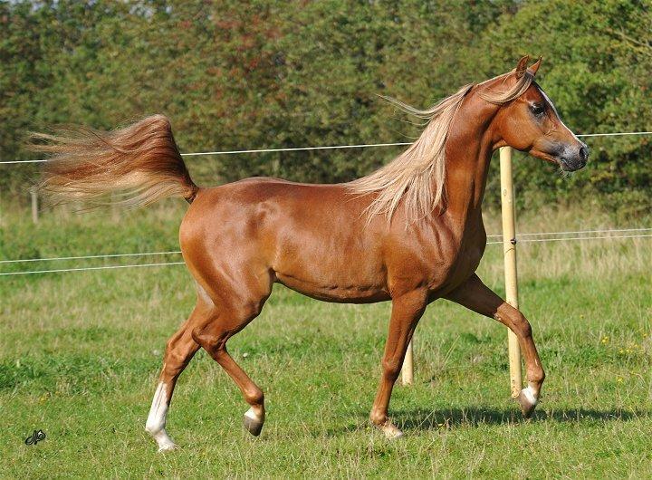 Arabisk fuldblod (OX) BS Enrico billede 5