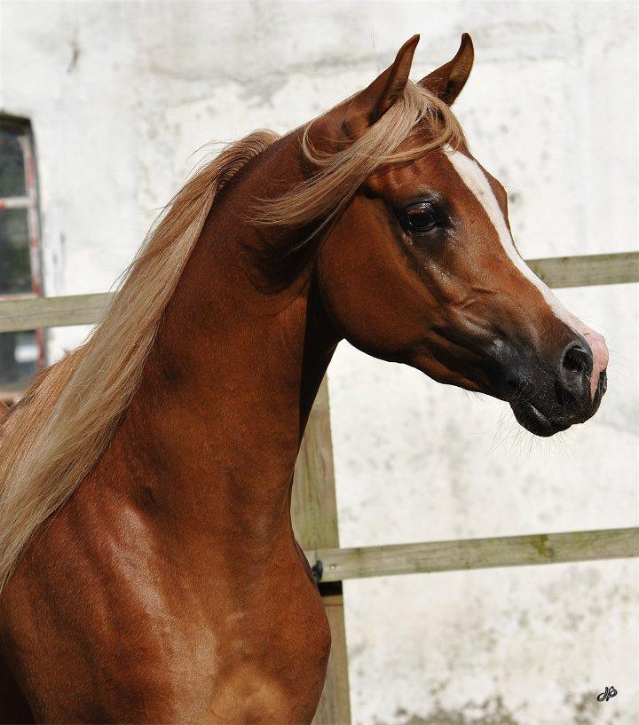 Arabisk fuldblod (OX) BS Enrico billede 7