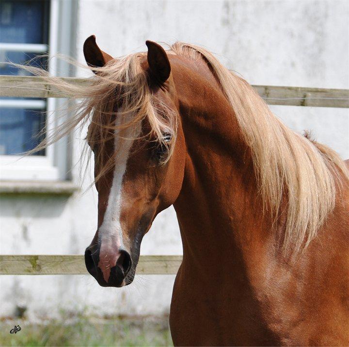 Arabisk fuldblod (OX) BS Enrico billede 8