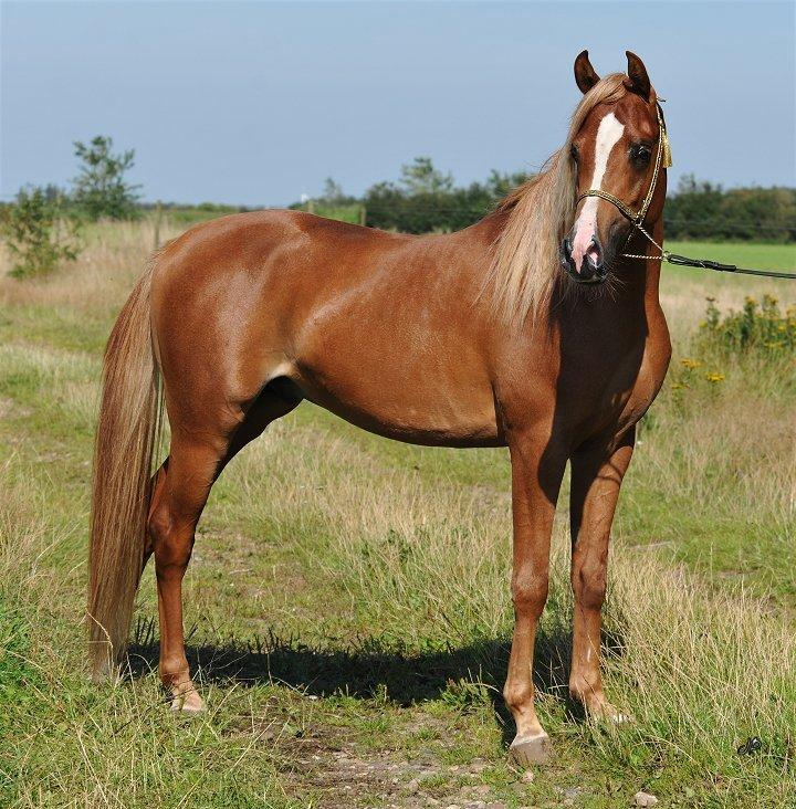 Arabisk fuldblod (OX) BS Enrico billede 10