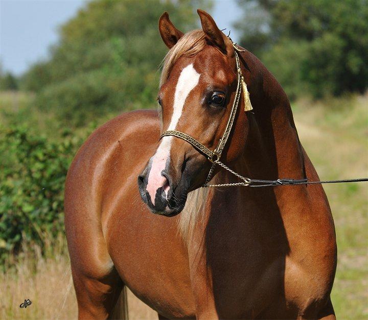 Arabisk fuldblod (OX) BS Enrico billede 11