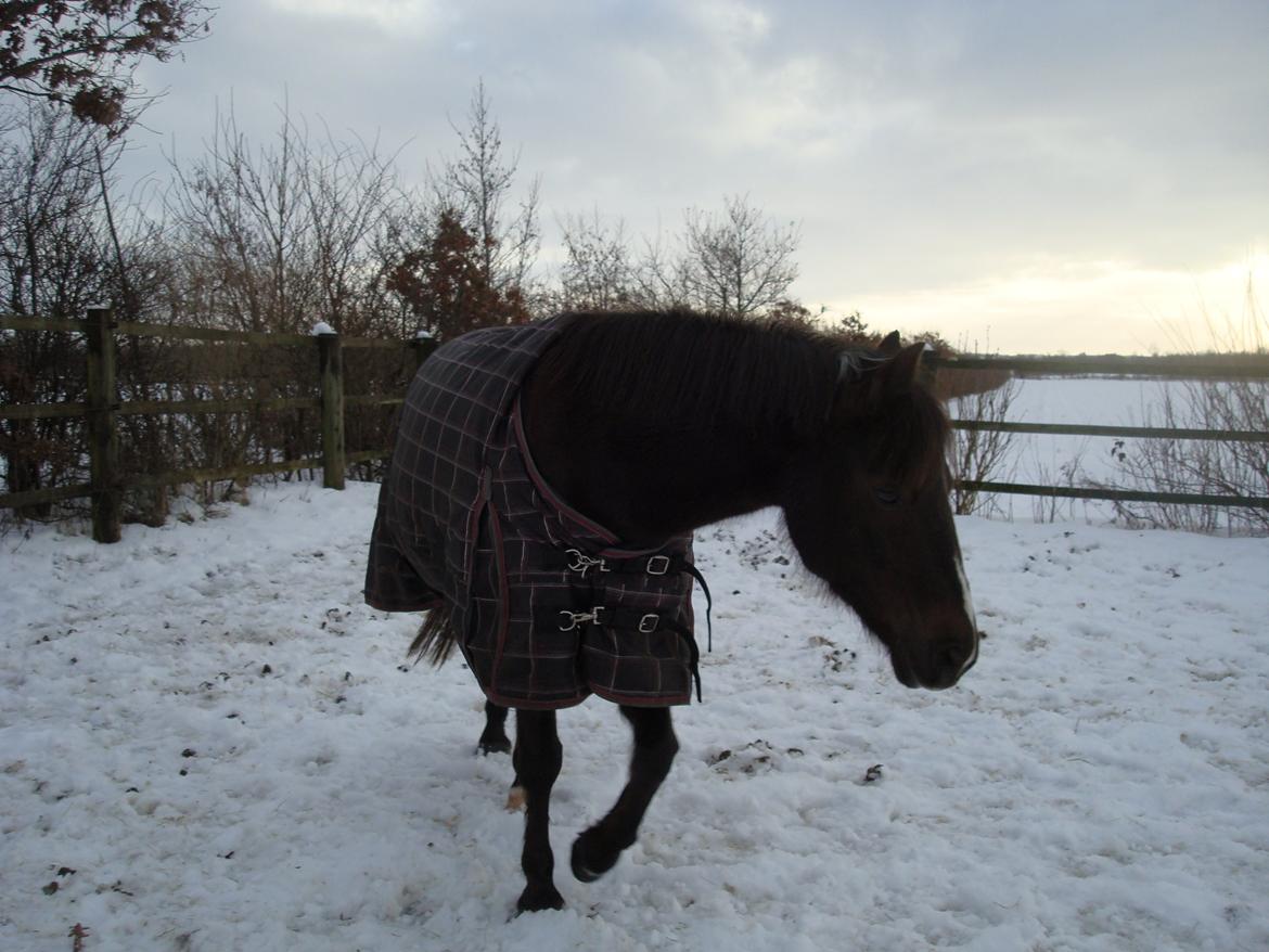 New Forest Bella - En dag i sneen. billede 13