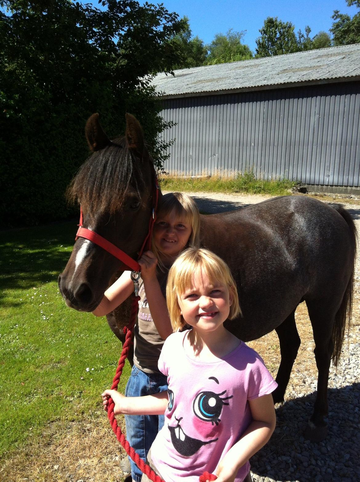 New Forest Bella - Bella lige landet hos os. billede 5