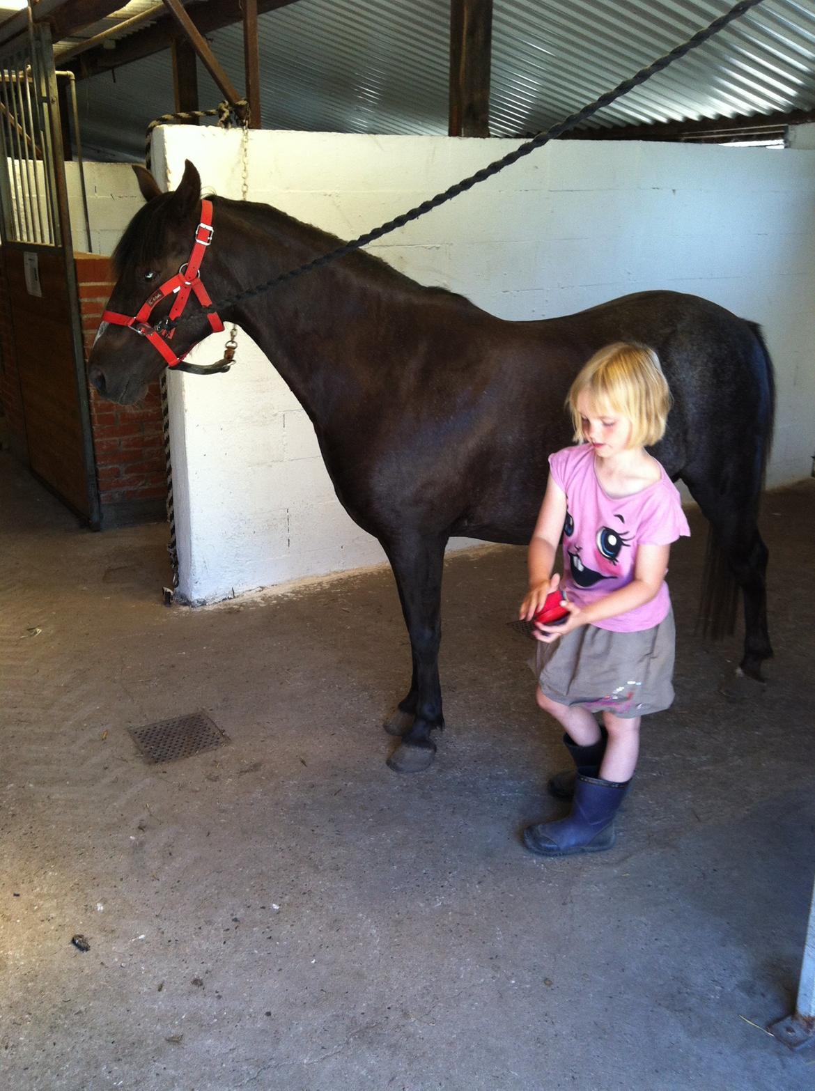 New Forest Bella - Så skal der strigles. billede 7