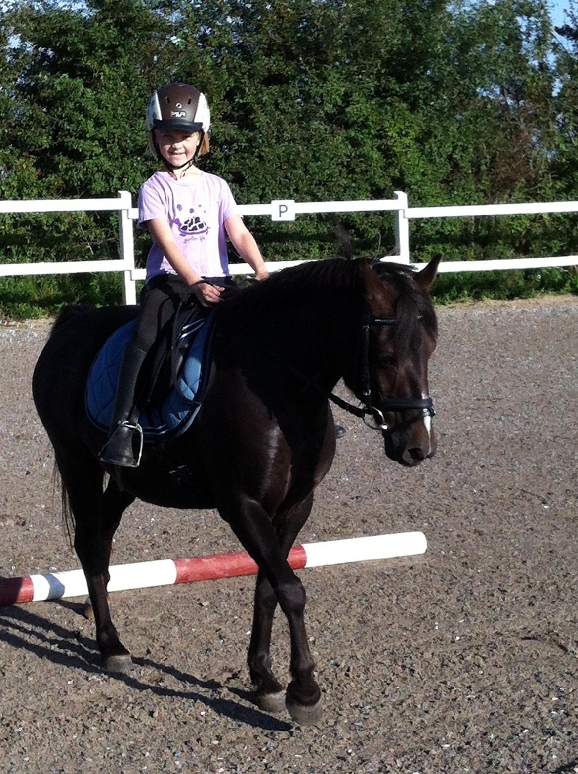 New Forest Bella - En ridetur på en dejlig sommerdag. billede 4