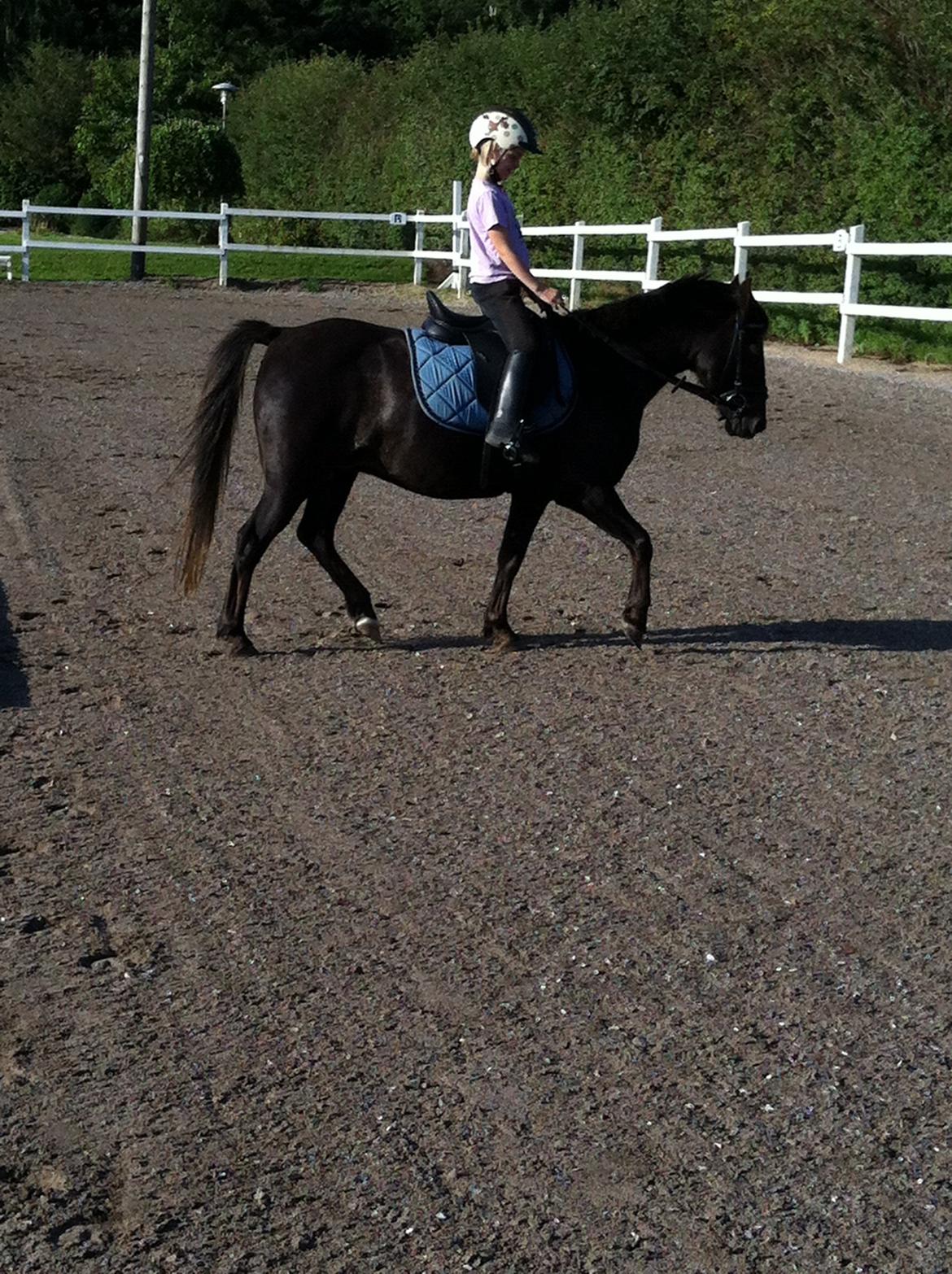 New Forest Bella billede 8