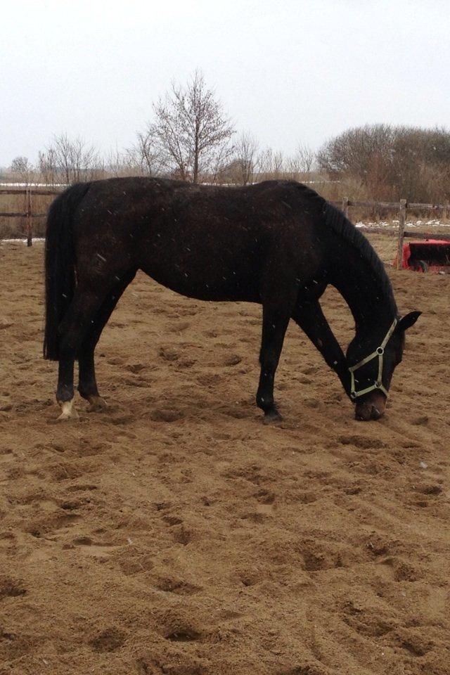 Oldenborg Højgaardens Jasmin billede 8