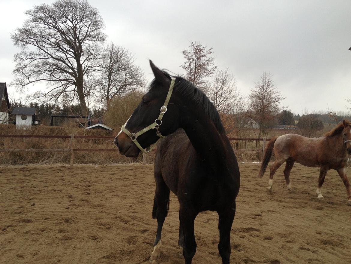 Oldenborg Højgaardens Jasmin billede 10