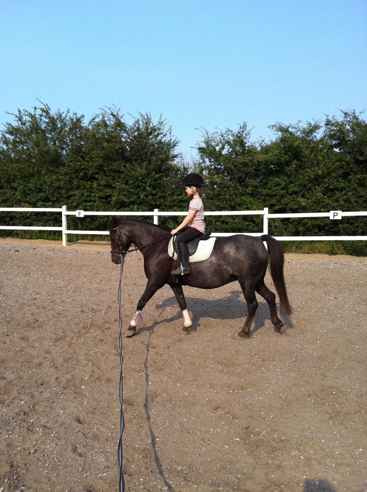 New Forest Bella - Camillas første ridetur på Bella. billede 6