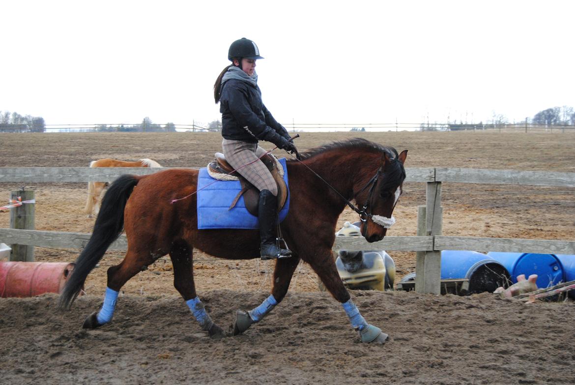 Welsh Cob (sec D) Rambo. billede 19