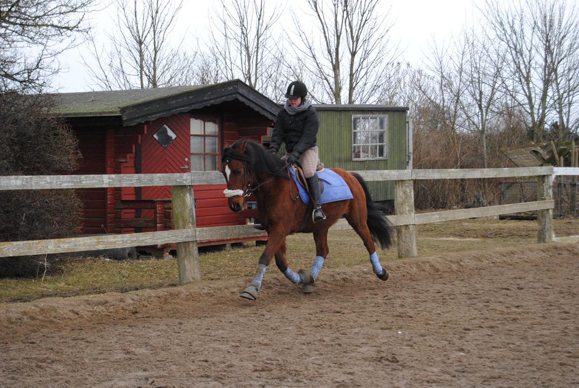 Welsh Cob (sec D) Rambo. billede 20