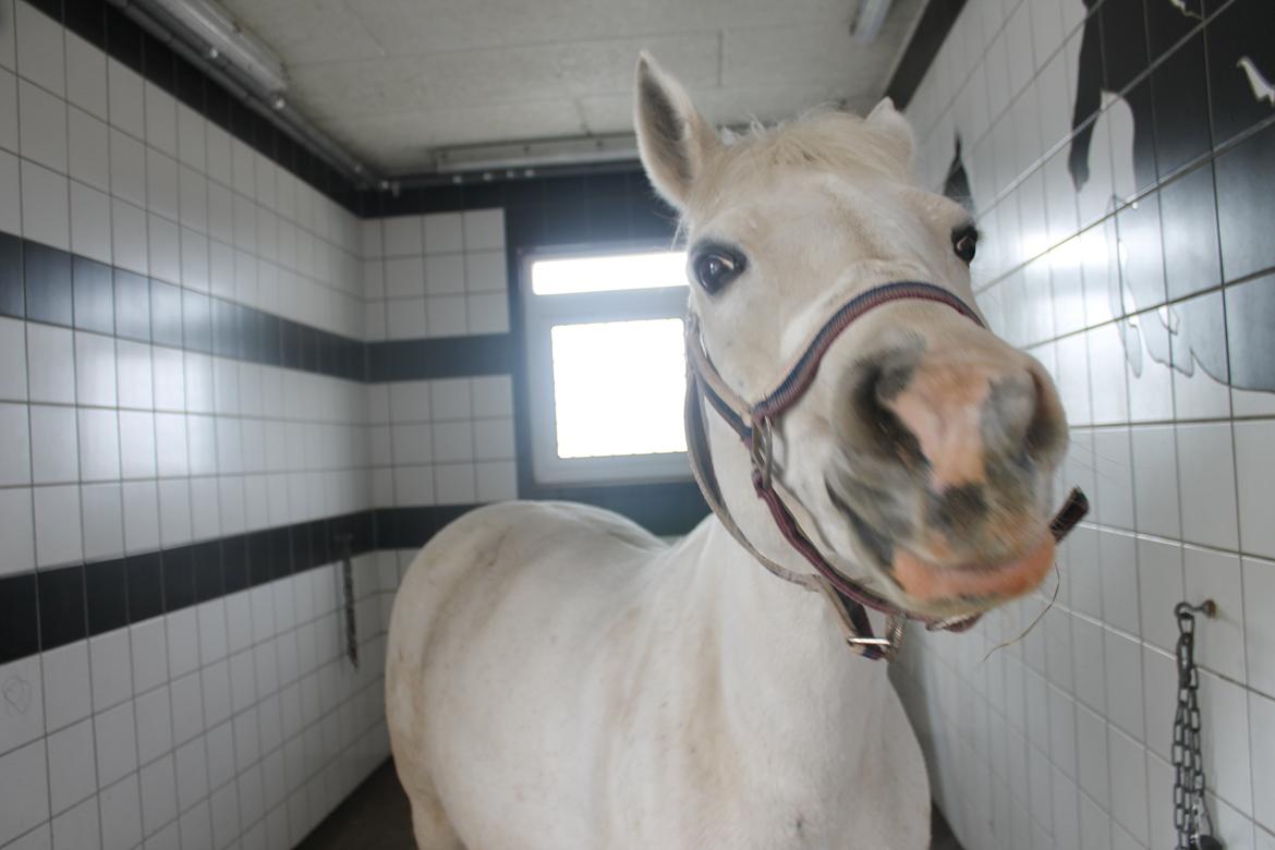 Anden særlig race Shivas Regal billede 13