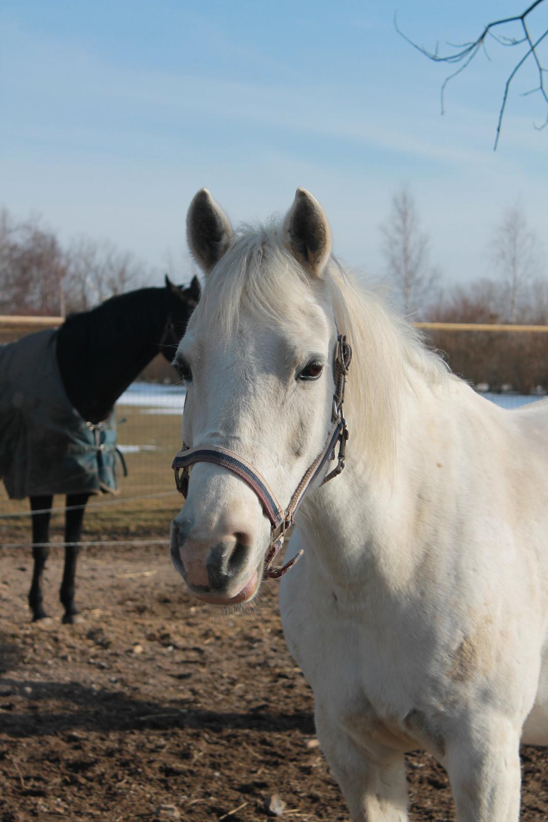 Anden særlig race Shivas Regal billede 12