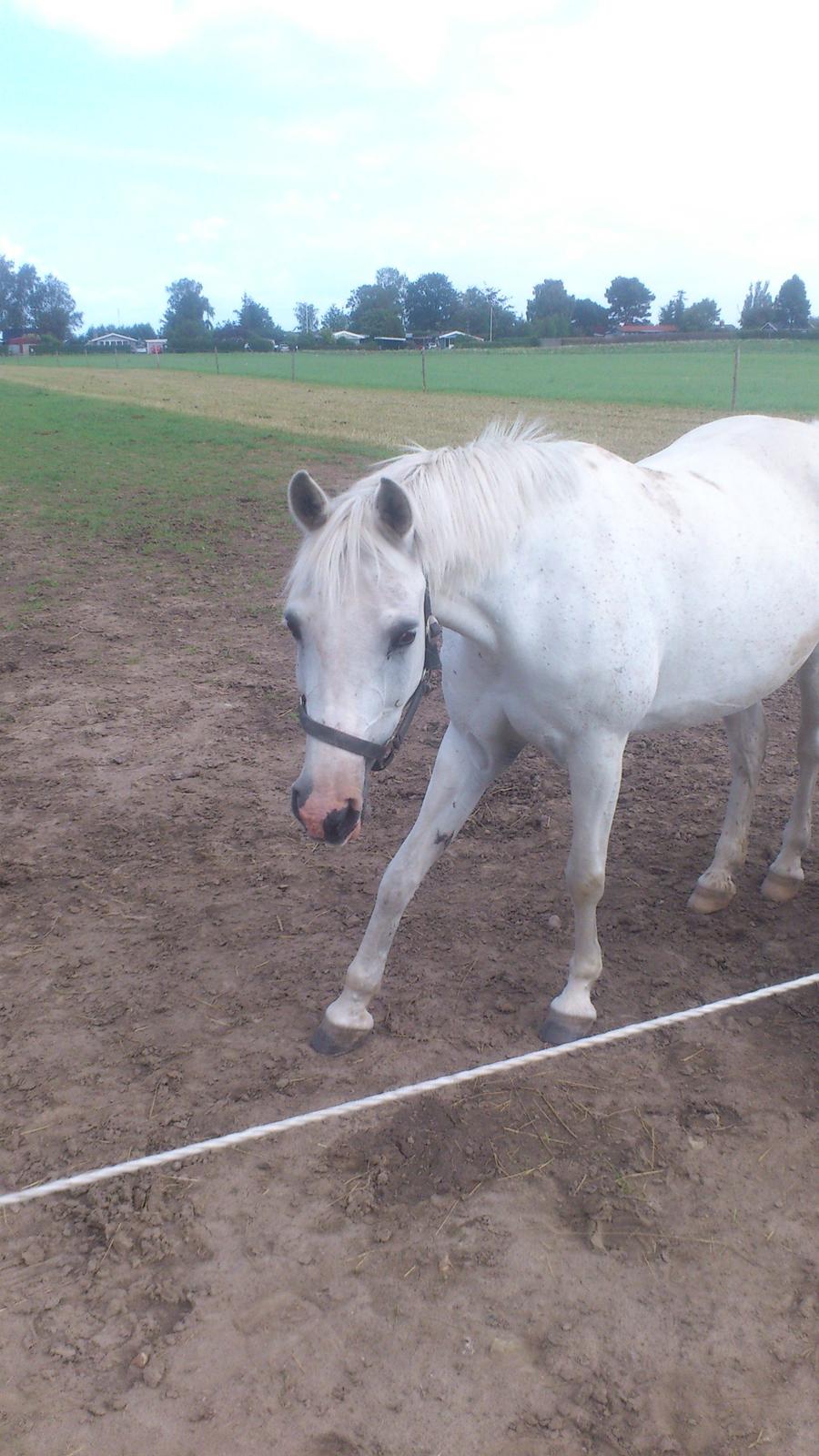Anden særlig race Shivas Regal billede 14