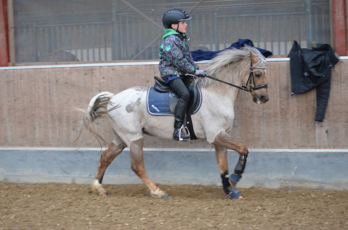 Welsh Pony (sec B) Låddenhøjs Medina billede 2