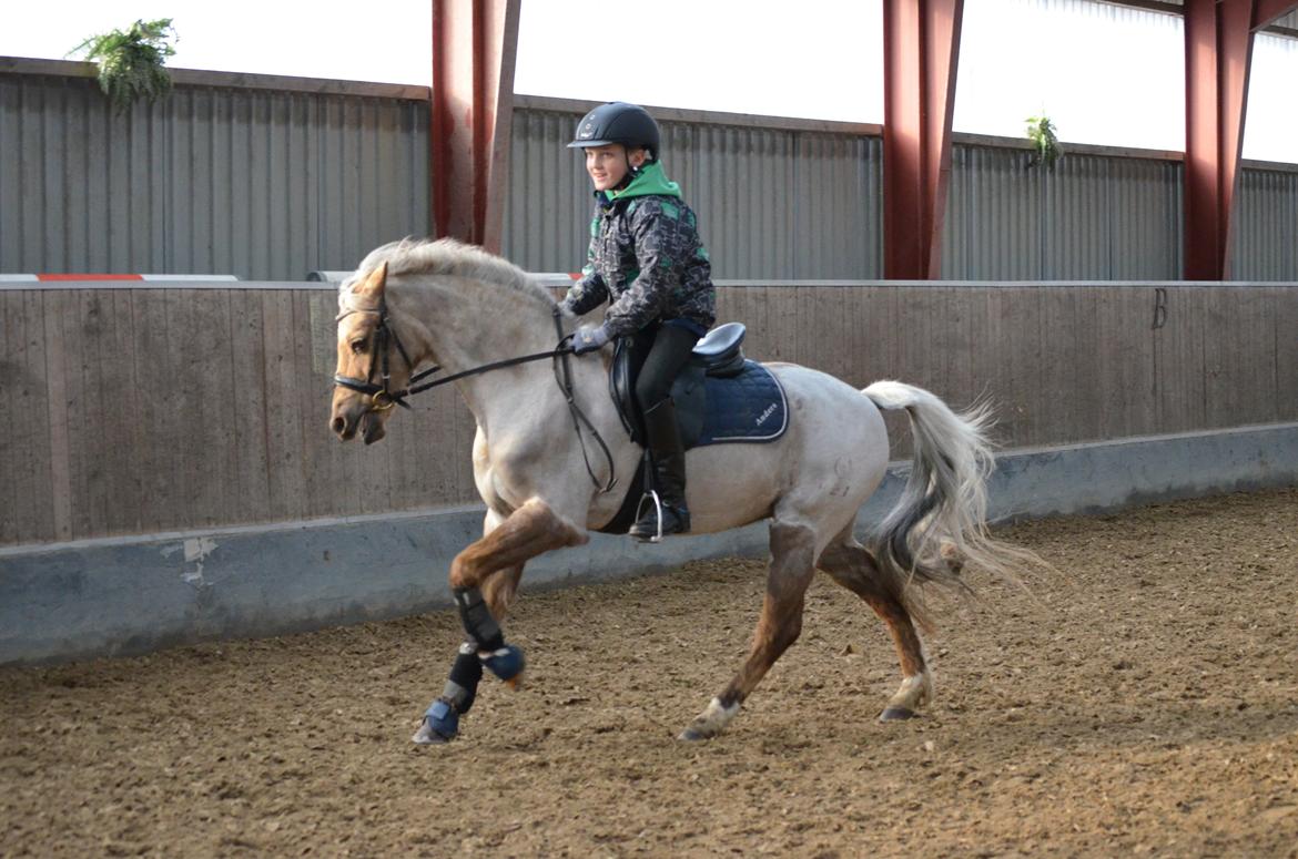Welsh Pony (sec B) Låddenhøjs Medina billede 3